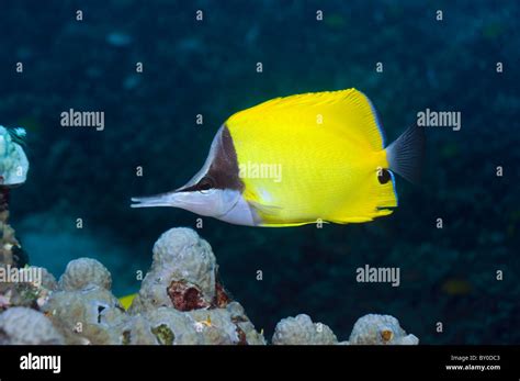 Long Nosed Butterflyfish Forcipiger Flavissimus Stock Photo Alamy