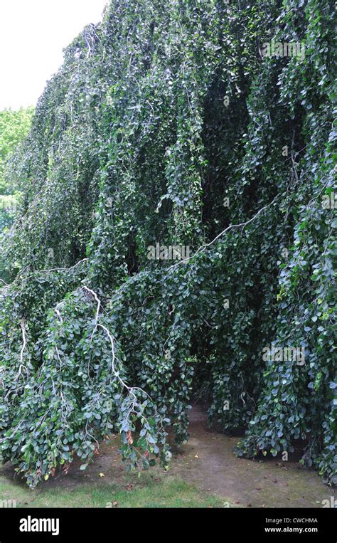 European Weeping Beech Tree Fagus Sylvatica Stock Photo Alamy