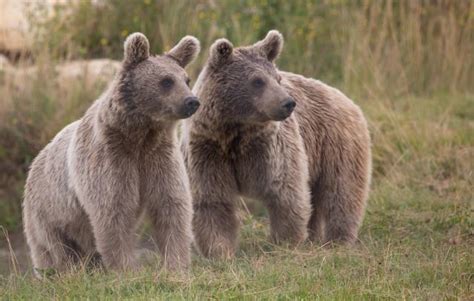 Hamerton Zoo Park Animal Park Huntingdon Cambridgeshire