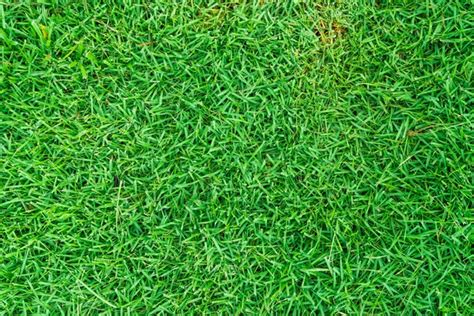 Beautiful Fresh Real Green Grass Texture Stock Image Everypixel
