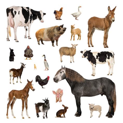 Farm Animals Stock Photos Pictures And Royalty Free Images