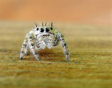 Teeny Tiny Spider Tiny Spiders Jumping Spider Spider