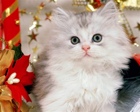 71 Christmas Kitten Wallpaper Wallpapersafari