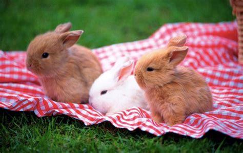 Soñar Con Conejos ¡amor Y Familia A La Vista Vibra