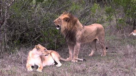 Lions Prepare To Mate Youtube