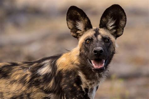 The African Wild Dog And Kenyas Efforts To Save It From Extinction