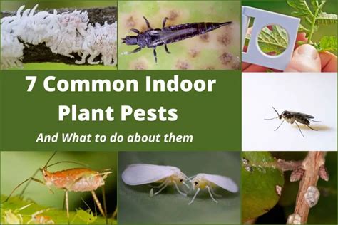 7 Common Indoor Plant Pests And How To Kill Them