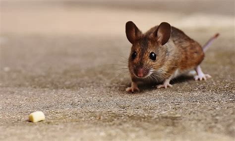 Hd Wallpaper Brown Rat Near Cheese Mouse Rodent Cute Mammal Nager