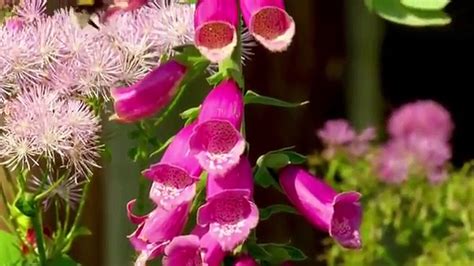 Love Your Garden Season Episode July Video Dailymotion