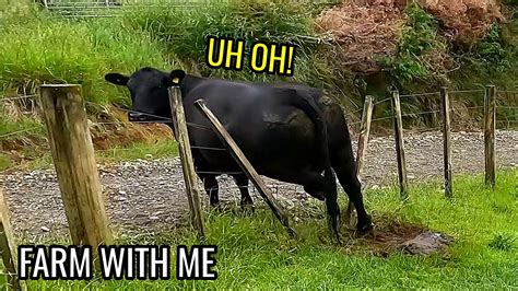 Cow Stuck On A Fence How Will We Get Her Off Youtube