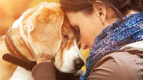 ¿crees Que Los Perros Pueden Interpretar Las Emociones De Sus Dueños Fundación Unam