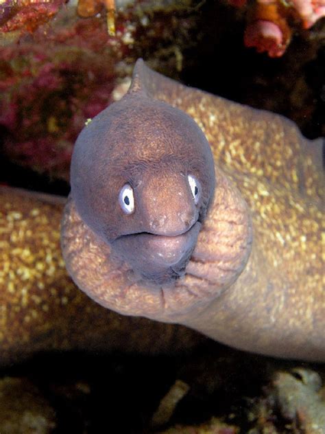 Proof That Eels Are The Cutest Animals Ever Barnorama