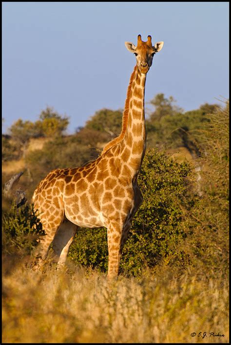 Southern Giraffe Page