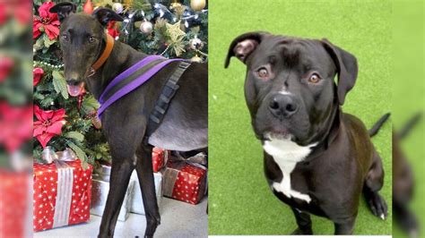 Paw Fect Match Animal Shelters Across Uk Write Letters To Santa To