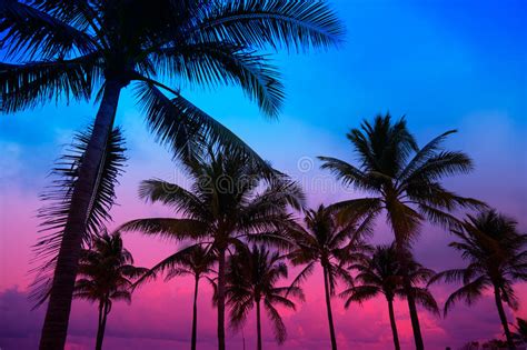 Miami Beach South Beach Sunset Palm Trees Florida Stock Photo Image