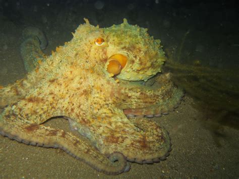 The Common Octopus A Master In Hiding And Building