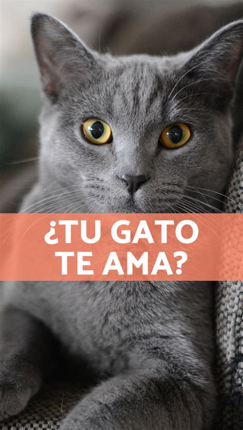 ¡compartimos Las Señales Que Indican Que Tu Gato Te Ama Cuéntanos Si Te Adora Tanto Como Tú A