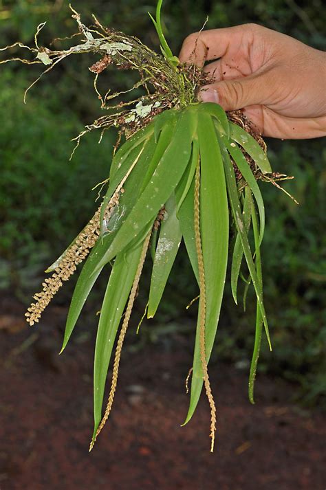 Oberonia Plant1 Orchidaceae