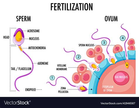 diagram showing fertilization in human royalty free vector