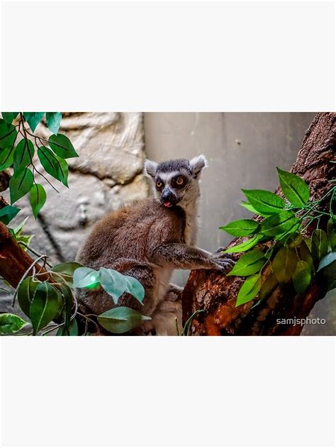 Lemur Sticking Tongue Out Poster For Sale By Samjsphoto Redbubble