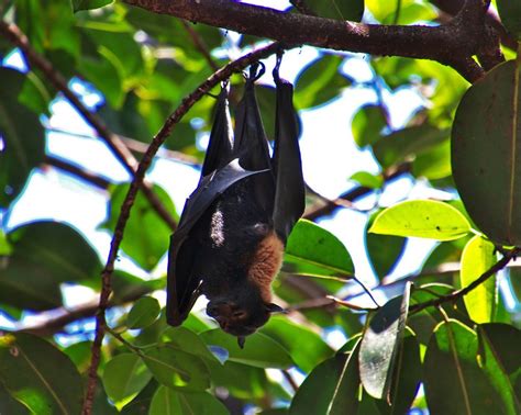 Spectacled Flying Fox R2g Environmental Consultants