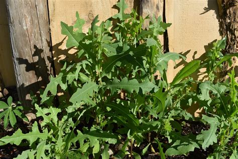 Wild Opium Lettuce Seeds — Ravensong Seeds And Herbals