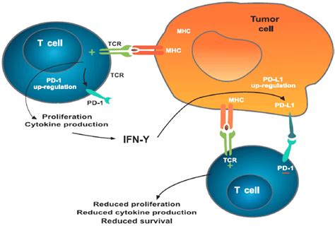 Pd 1 Mediated Inhibition Of T Cells T Cells Recognizing Tumor Antigens