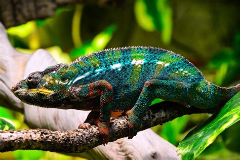 Chameleon Facts For Kids How Do Chameleons Change Color