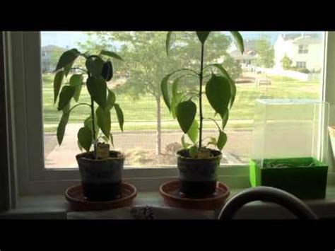 Does baking soda kill plants? Microwaved Water Experiment by Chiropractor, Grand ...