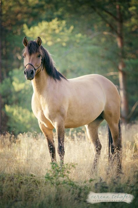 Wir zeigen ihnen ein super pre buckskin pferd, eines der besten pferde in dieser farbe mit einer fantastischen blutlinie, 168 cm und 4 yo. Les 155 meilleures images du tableau Fjord sur Pinterest ...