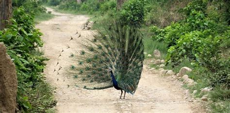 Why Do Peacocks Dance Before Rain Proprofs Discuss
