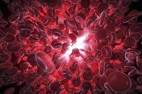 Red Blood Cells Artwork Stock Image C0204676 Science Photo Library