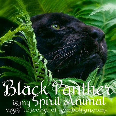 They belong to the panthera species and are in general large cats. Black Panther Symbolism | Black Panther Spirit Animal Meaning