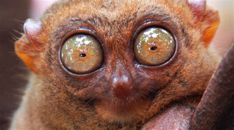 Top 10 Worlds Ugliest Creatures Slideshow
