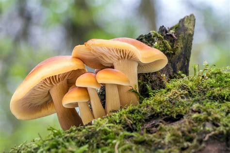 Guide To Mushroom Foraging While Camping Cruise America