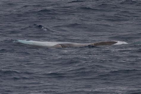 Fin Whale — Australian Antarctic Program