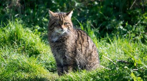 Italiano Felis Silvestris Sistematica Habitat Biologia Ruolo