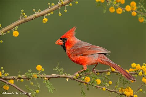 4132 Male Northern Cardinal Cardinalis Cardinalis Rio Grande Valley