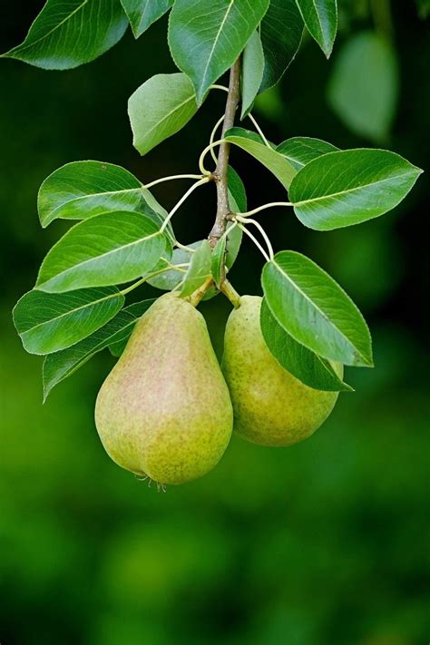 Ornamental Fruit Trees Are The Fruits Edible Craftsmumship