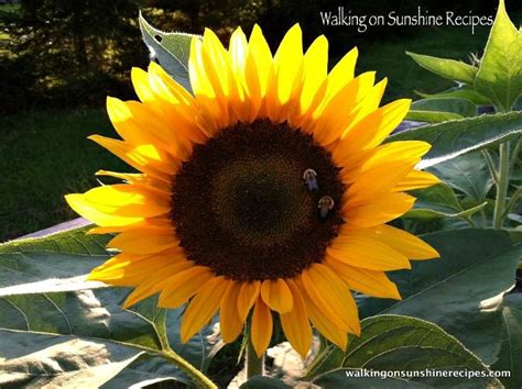 5 Tips On How To Grow Sunflowers In Your Garden Growing Sunflowers