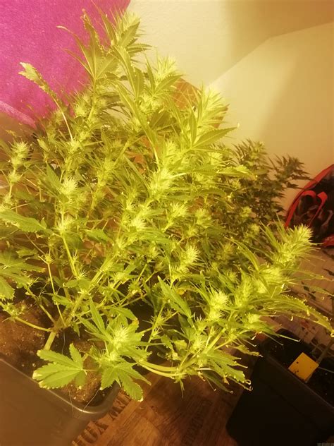 Establishing the sensi seed club in 1985 enabled him to share his success with fellow enthusiasts. Strain-Gallery: California Indica (Sensi Seeds) PIC ...