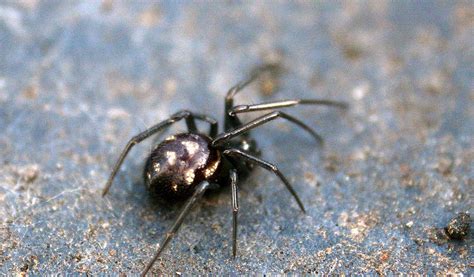 Spider That Looks Like Black Widow But Has White Spots Black Widow