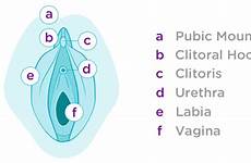 anatomie lunette reproductive