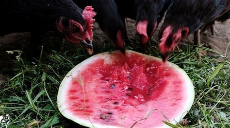 Can Chickens Eat Watermelon