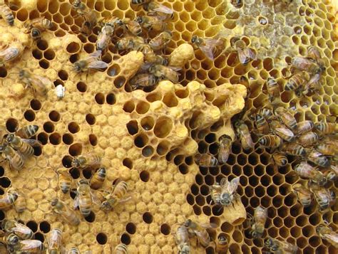 Honeybee Photos Photos Of Queen Workers And Drones Talking With Bees
