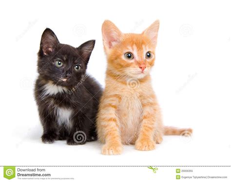 Two Little Kittens Stock Image Image Of Soft Coat Fluff 20056355