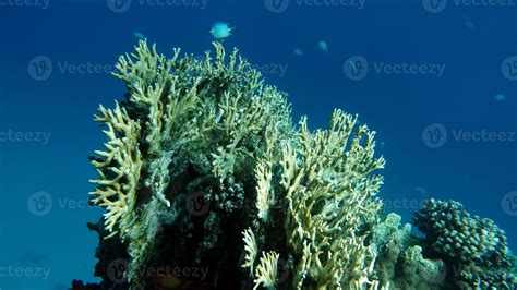 Beautiful Coral Reefs Of The Red Sea 13099429 Stock Photo At Vecteezy
