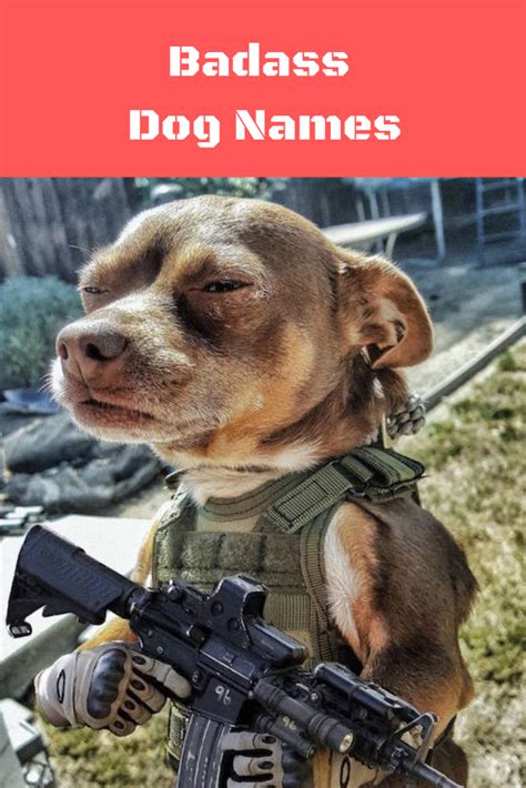 Tough Dog Names 70 Badass Dog Names Dog Name Hero Funny Dog Memes