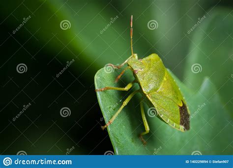 Closeup Of An Adult Green Shield Bug Sitting On A Green Leaf Stock