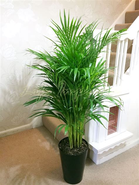 1 Large Evergreen Office House Plant Indoor Tree In Gloss Black Tubus